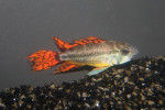 Cacatoides Tripple red